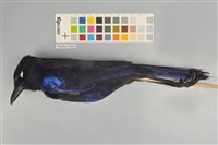 藏品(臺灣紫嘯鶇)的圖片